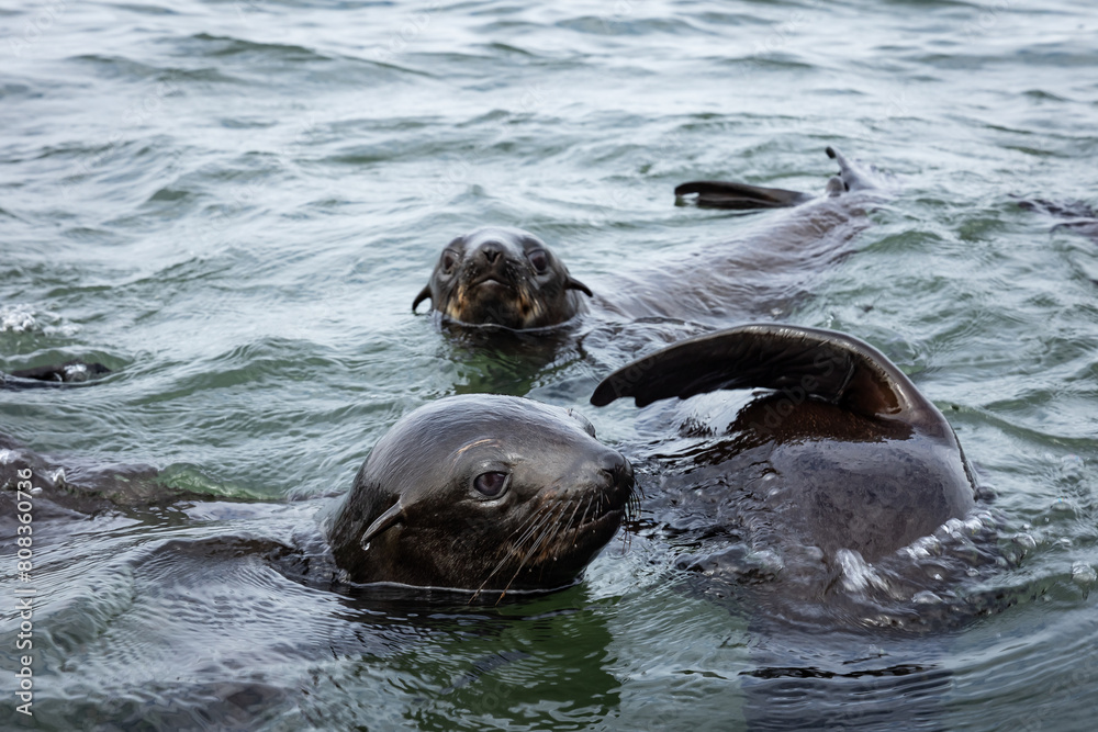 Fototapeta premium Cape Fur Seal Puppets, Walvis Bay lagoon, Namibia
