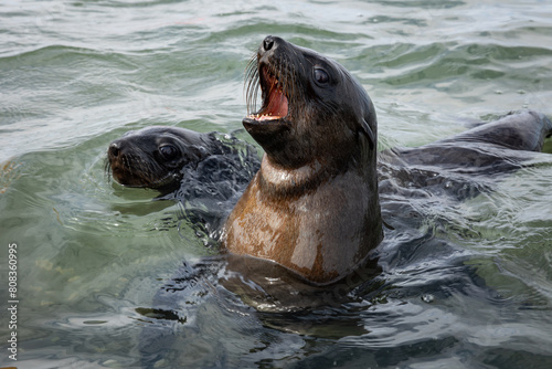Cape Fur Seal puppies, Walvis Bay, Namibia