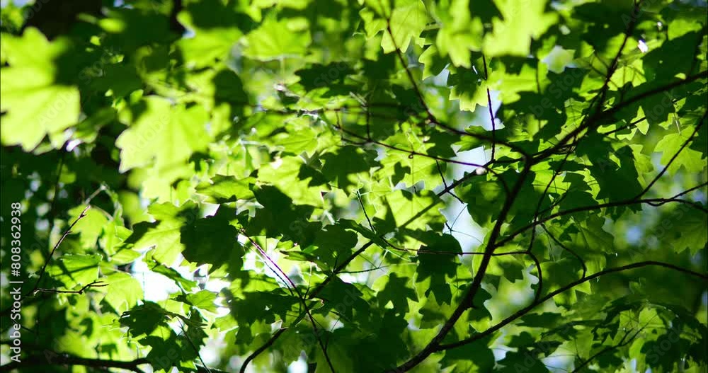 Green leaves on tree branches. The sun's rays shine through the leaves of the trees in the forest. Spring in the park. Green leaves on tree branches. The sun's rays shine through the leaves of the trees in the forest. Spring in the park.