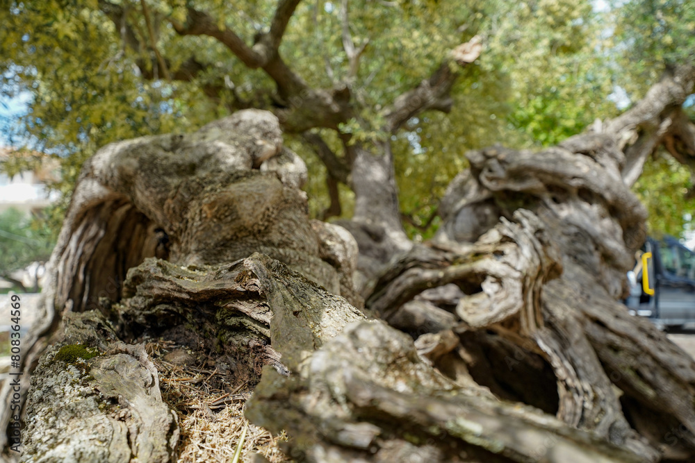 Oldest olive tree of Zakynthos