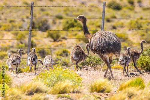 Nandu-de-darwin com seus filhotes, Patagônia Argentina / Rhea americana with chicks, Argentine Patagonia
