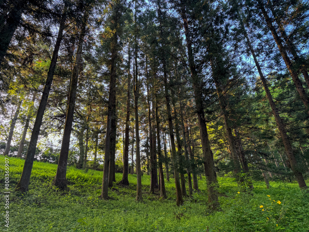 trees in the forest