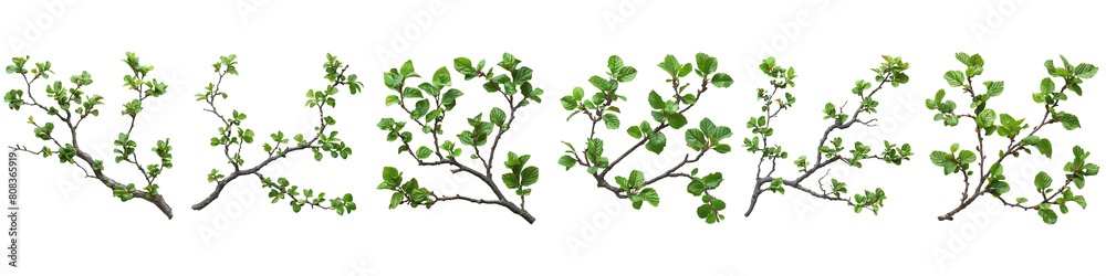 Set of a elm tree branch on each other, on a transparent background 