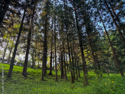 trees in the forest