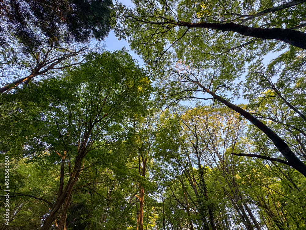 Obraz premium trees and sky
