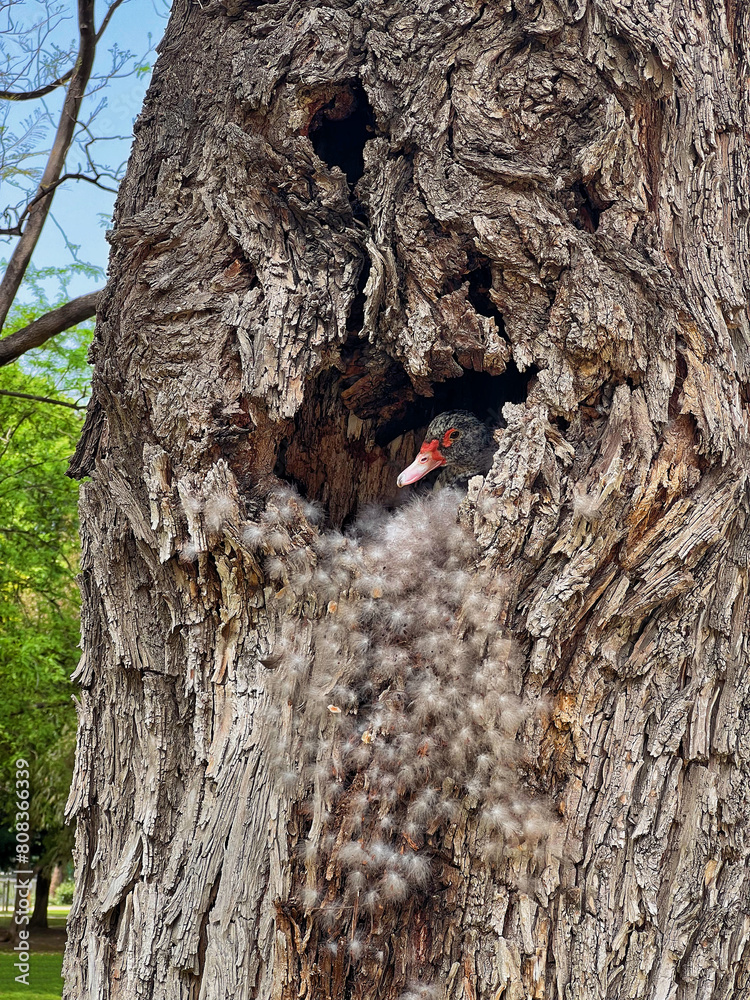 Obraz na płótnie Duck nest in a hollow tree in Maria Luisa Park in Sevilla