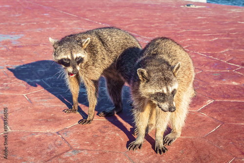 Raccoon on the rocks of Miramar beach in Tampico Madero, Tamaulipas 