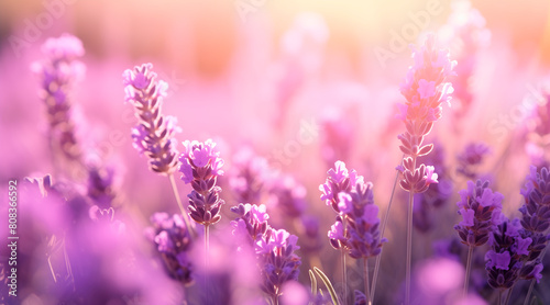 Lavender flower background closeup with soft focus and sunlight  blurred background