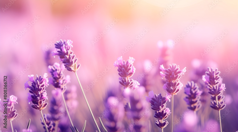 Lavender flower background closeup with soft focus and sunlight, blurred background Lavender flower background closeup with soft focus and sunlight, blurred background