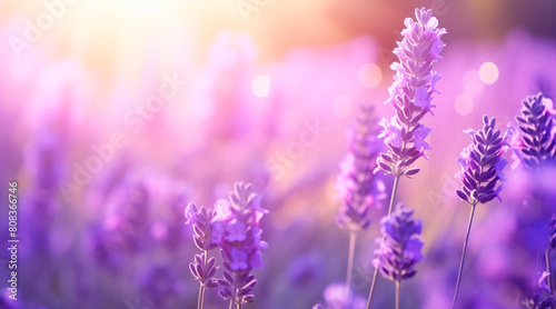Lavender flower background closeup with soft focus and sunlight  blurred background