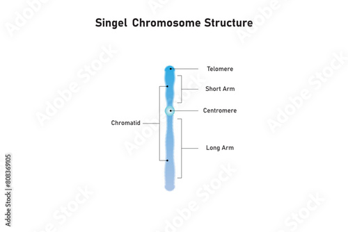 Single Chromosome Structure Scientific Design. Vector Illustration. photo
