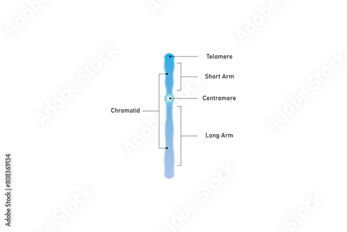 Single Chromosome Structure Scientific Design. Vector Illustration.