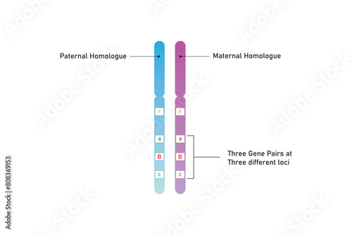 Bilde på lerret Duplicated Chromosome Structure Scientific Design