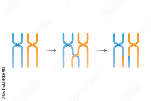 chromosomal crossing over Scientific Design. Vector Illustration.