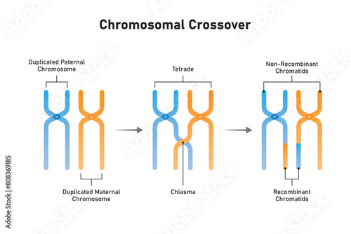 chromosomal crossing over Scientific Design. Vector Illustration. photo