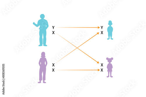 Human Sex Determination Scientific Design. Vector Illustration.