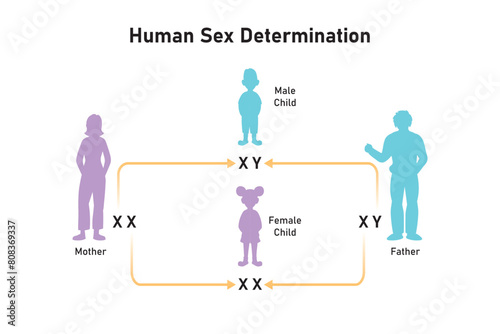 Human Sex Determination Scientific Design. Vector Illustration.