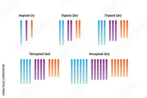 Types of Polyploidy Scientific Design. Vector Illustration. photo