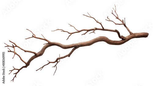PNG Tree branch tree driftwood plant.