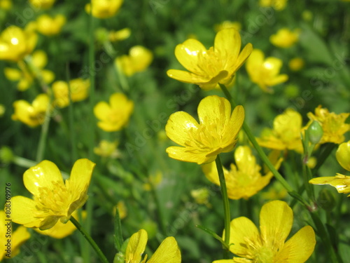 Zbliżenie na żółte kwiaty Ranunculus arvensis photo