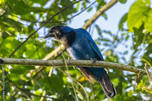 Gralha-azul pousada em um galho / Azure Jay perched on a branch