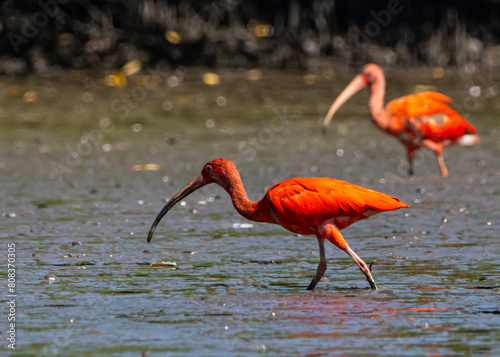 Guarás se alimentando no mangue / Scarlet Ibis feeding in a mangrove