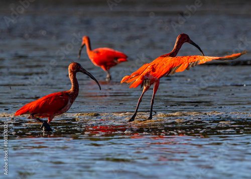 Guarás se alimentando no mangue / Scarlet Ibis feeding in a mangrove