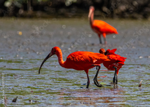 Guarás se alimentando no mangue / Scarlet Ibis feeding in a mangrove