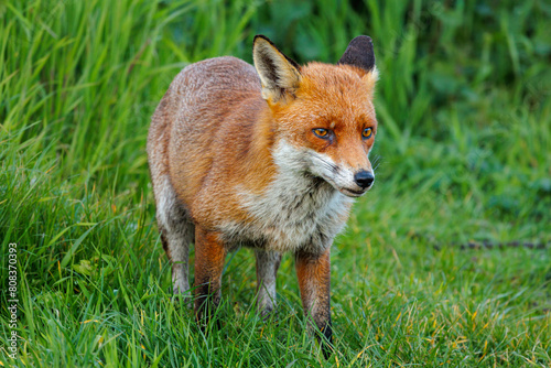 Fox