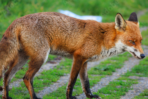 Fox