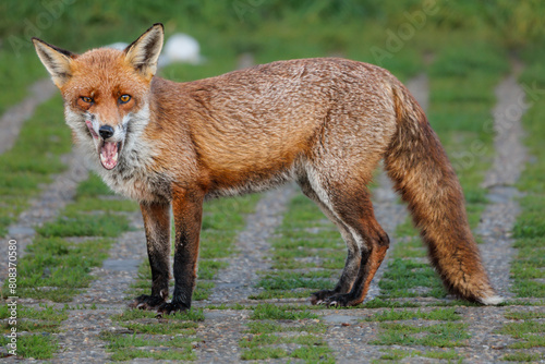 Fox