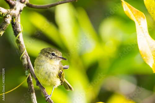Maria-da-restinga, ave ameaçada de extinção, pousada em galho na restinga / restinga tyrannulet, endangered species, perched on a branch in the restinga