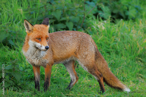 Fox