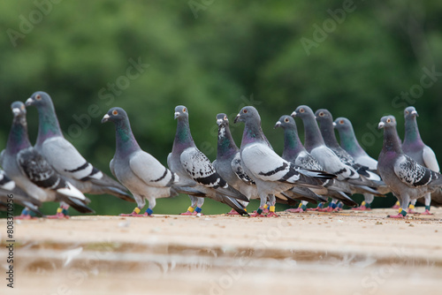 group of homing pigeon standing on home loft trap photo