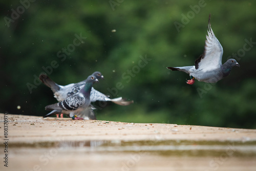 group of homing pigeon flying at home loft race