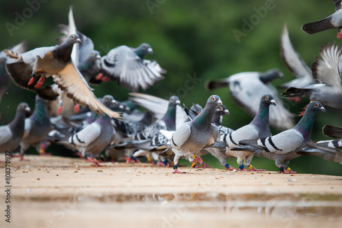 group of homing pigeon flying at home loft race © stockphoto mania