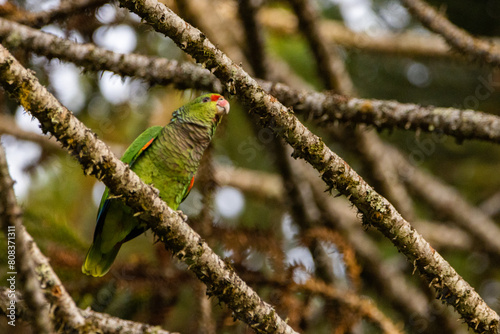 Papagaio-de-peito-roxo pousado em um galho de araucária / Vinaceous-breasted Parrot perched on a branch of Araucaria