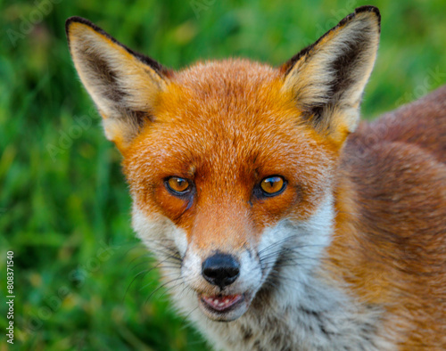 Fox