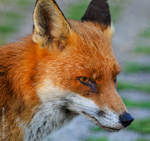 Fox