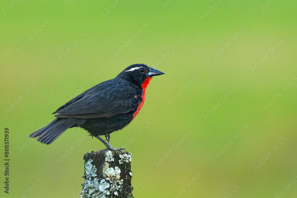 Policia-inglesa pousada em uma cerca no campo / White-browed Meadowlark perched on a fence in the field Policia-inglesa pousada em uma cerca no campo / White-browed Meadowlark perched on a fence in the field