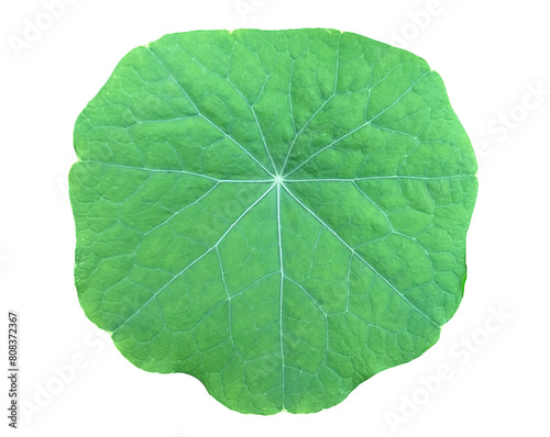 Close-up of green nasturtium leaf on white background. Fine pattern of veins on a flat round surface in the shape of a lotus. Healthy food, raw food diet, culinary ingredient. Edible garden plant