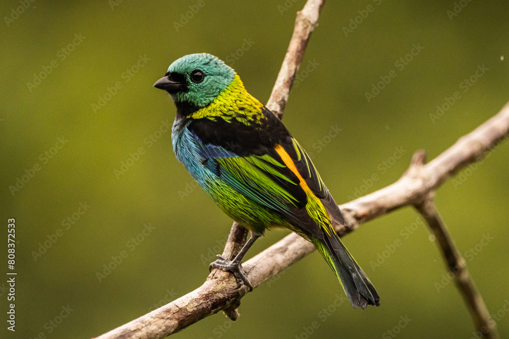 Obraz premium Saíra-sete-cores na Mata Atlântica / Green-headed Tanager in the Atlantic Forest
