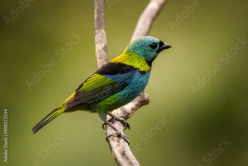 Saíra-sete-cores na Mata Atlântica / Green-headed Tanager in the Atlantic Forest