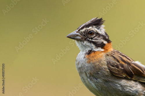 Tico-tico pousado em um galho na Mata Atlântica / Rufous-collared Sparrow perched on a branch in the Atlantic Forest 