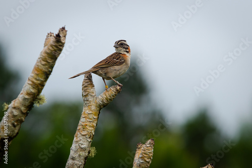 Tico-tico pousado em um galho na Mata Atlântica / Rufous-collared Sparrow perched on a branch in the Atlantic Forest 