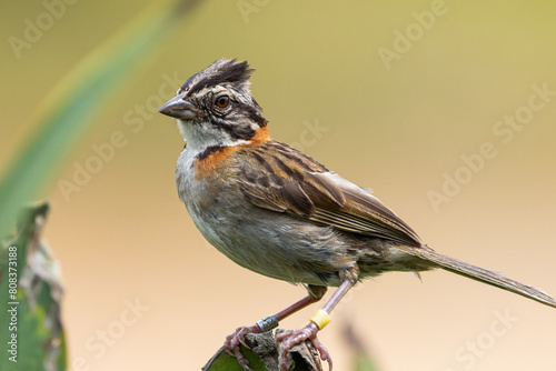 Foto Tico-tico pousado em um galho na Mata Atlântica / Rufous-collared Sparrow perche