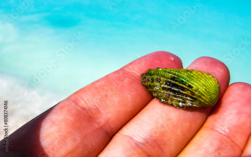 Beautiful green shell mussel in the hand Caribbean sea in Mexico.