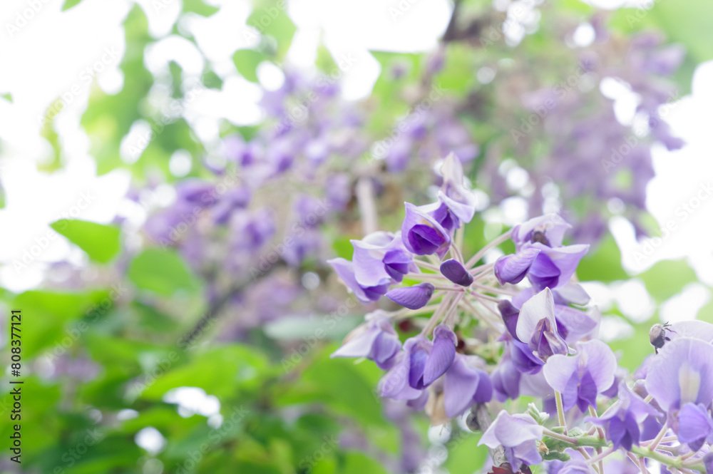 Fototapeta premium 満開に咲いた藤の花