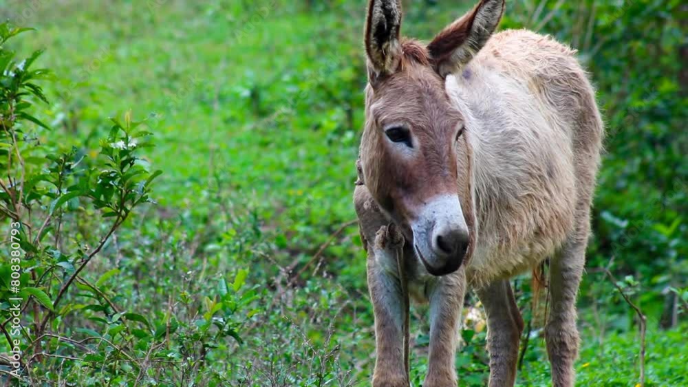 Brown donkey livestock animal standing in grass field 2 Brown donkey livestock animal standing in grass field 2