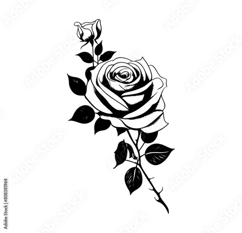 Rose Flower Illustration Design